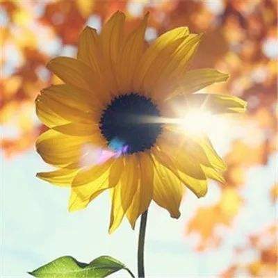 大发彩票手机app下载截图